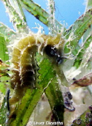 Thorny seahorse in the seagrass by Laura Dinraths 